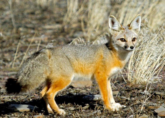 Oregon state legislature will fund wildlife groups